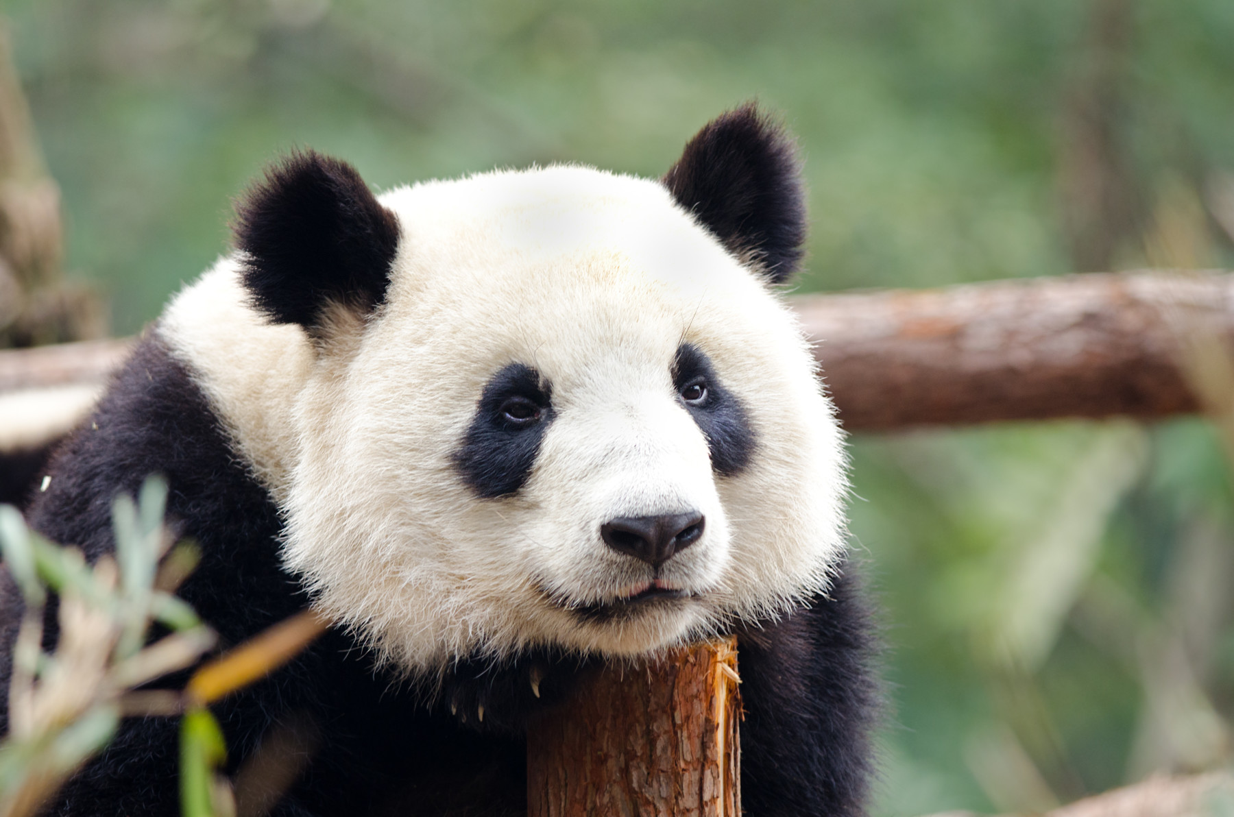A resting Giant Panda - Sad, Tired, Bored looking Pose. Chengdu, China